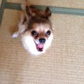 チワワの咳について…