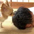 『死んだフリをして…