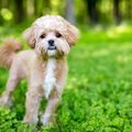 犬が安心する『声の…