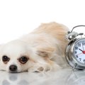 犬にも体内時計があ…