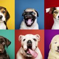 犬の『嫌いな色』っ…
