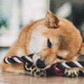 犬の性格はどう決ま…