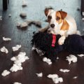 あなたの愛犬は大丈…