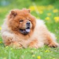犬は『食べ物の味』…
