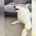 ハスキー犬に包帯を…