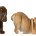犬が『お尻で歩く』…
