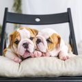 『子犬の時にしか見…