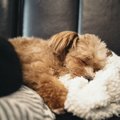 世界共通？愛犬のた…