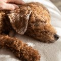 犬の『認知症』はど…