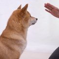 犬の「マテ」と「お…