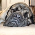 犬の腎臓病の正しい…