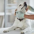 犬の胆嚢疾患｜「胆…