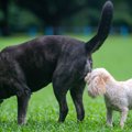 犬が『相手のおしり…