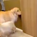 ドアを開けられるよ…