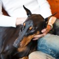 犬が体をスリスリし…