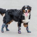 犬に『靴』を履かせ…