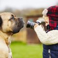 犬の写真を撮る時に…