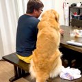 大型犬が『お父さん…