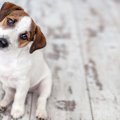 『愛犬第一』になり…