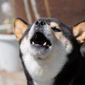 犬が『早朝になると…