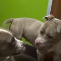 「咬ませ犬」でボロ…