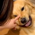 大型犬をナデナデし…