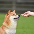 犬を不機嫌にさせる…