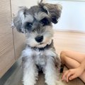 ふわふわの犬を『お…
