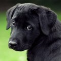 他人が愛犬に嫌がる…