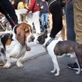 犬を人混みに連れて…
