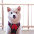 犬と『初めて暮らす…