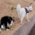 大型犬と子犬を一緒…