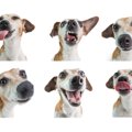 犬の表情が豊かなの…