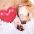 犬のしぐさで愛され…