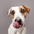 愛犬はおねだり上手…
