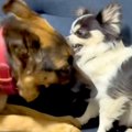 カッコいい見た目の…