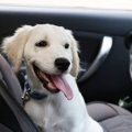 ドライブ中、犬を車…