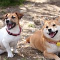 飼うのが難しいと言…
