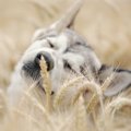 古代の犬は穀類を多…
