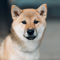 犬が『急に吠えなく…