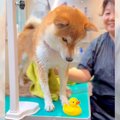 オヤツが欲しい犬に…