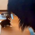 たった1kgの子犬が『…