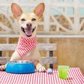 犬は『豆腐』を食べ…