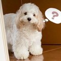 拗ねている犬に『一…