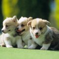 犬の性格が決まる要…