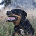 犬の肝臓の数値が高…