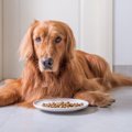 なぜ？犬がご飯を好…