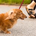 冬場に多い犬の関節…