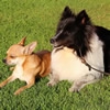 犬種によって性格が…