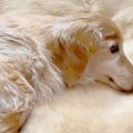 容態が急変し、医者…